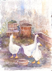 Geese